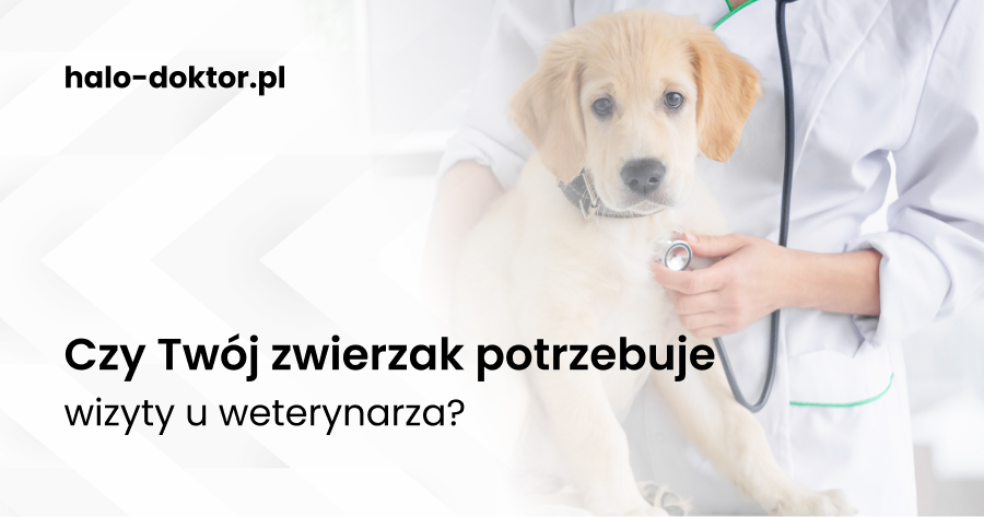 Czy Twój zwierzak potrzebuje wizyty u weterynarza?